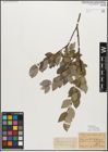 Foto von Salix myrsinifolia Salisb.